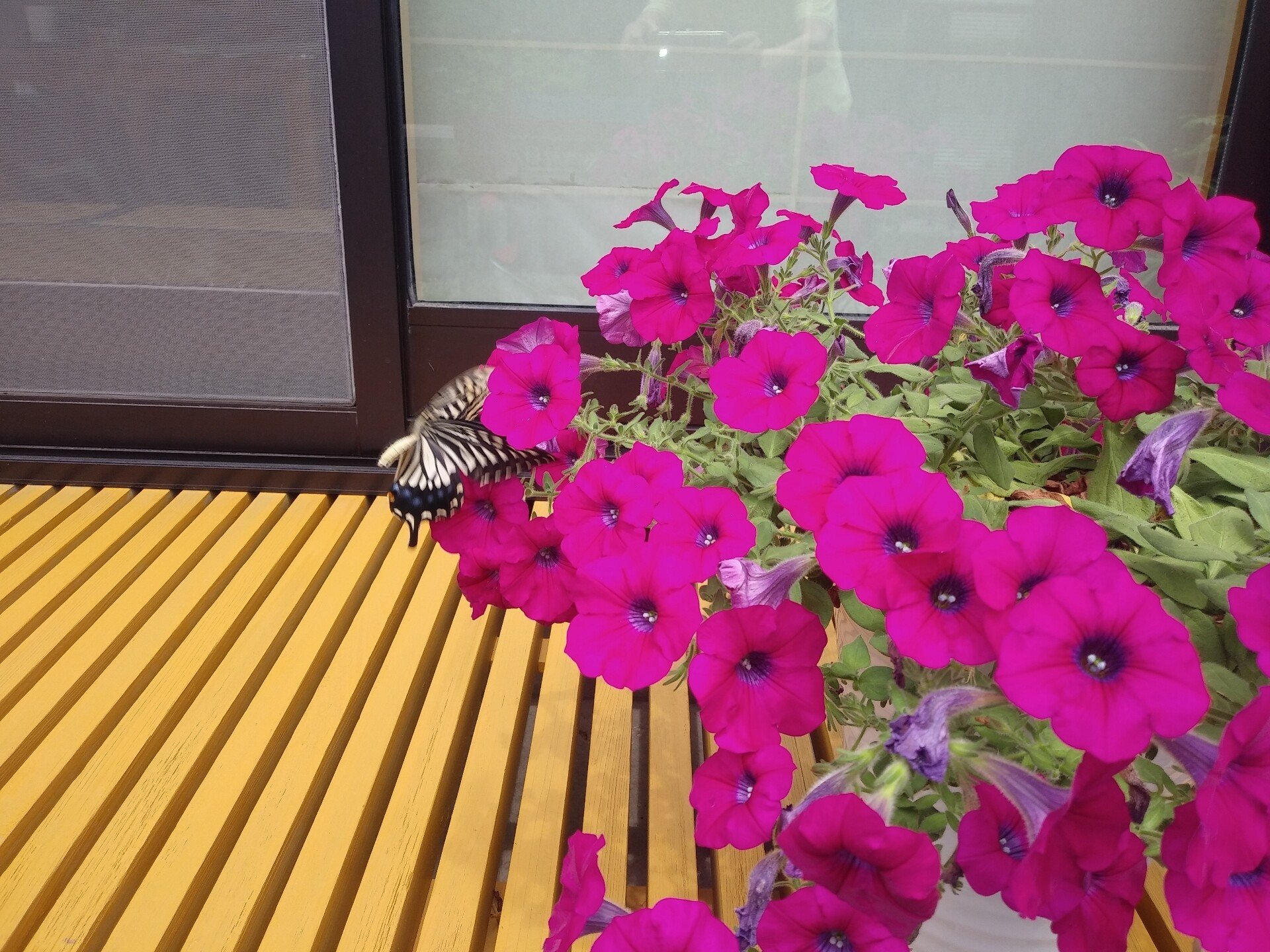 サフィニアの挿し芽 3 園芸 太郎 Note