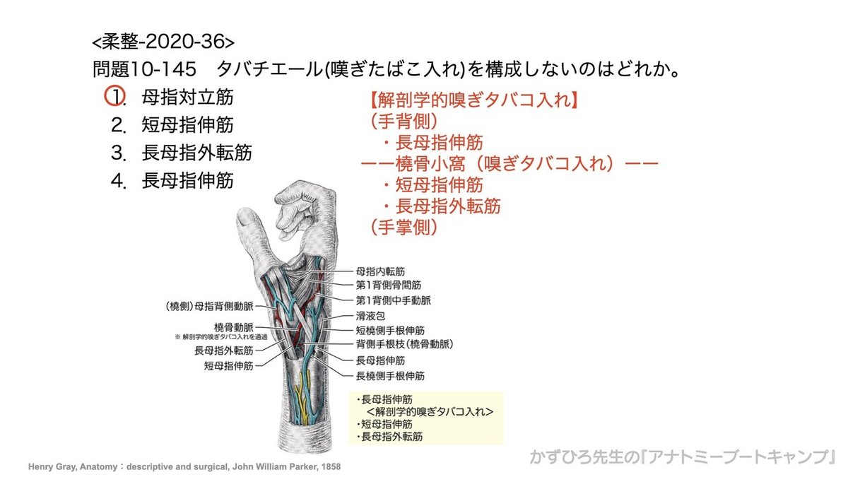 アナトミーブートキャンプ - 10.運動器系©.155