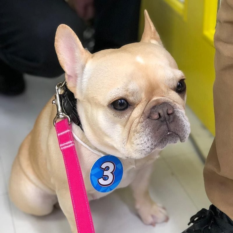 草彅剛さんの愛犬クルミちゃんとレオン君の魅力 エミチュウ Note
