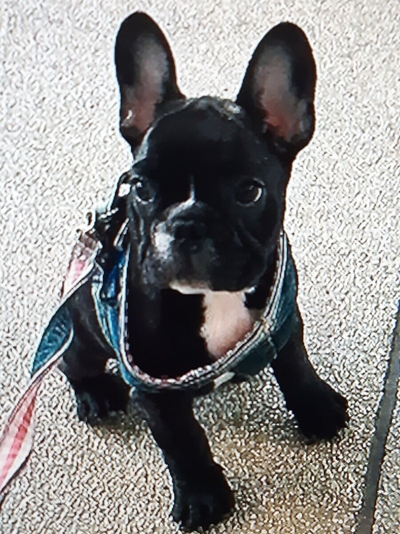 草彅剛さんの愛犬クルミちゃんとレオン君の魅力 エミチュウ Note 草彅剛さんの愛犬クルミちゃんとレオン君の魅力 エミチュウ Note