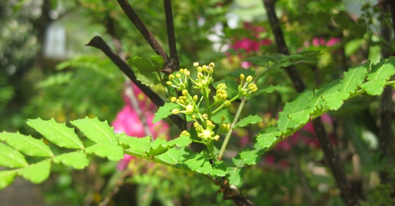 山椒の花に寄せて Soufu そうふ Note