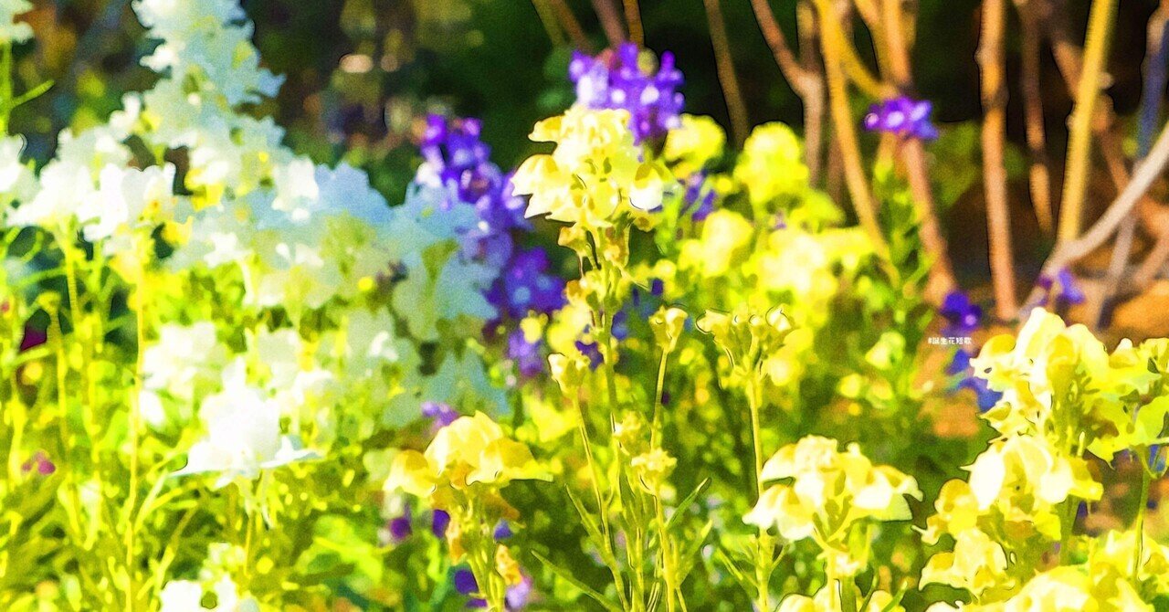 4月10日 誕生花は姫金魚草 誕生花短歌 御子柴 流歌 Note 4月10日 誕生花は姫金魚草 誕生花短歌 御子柴 流歌 Note