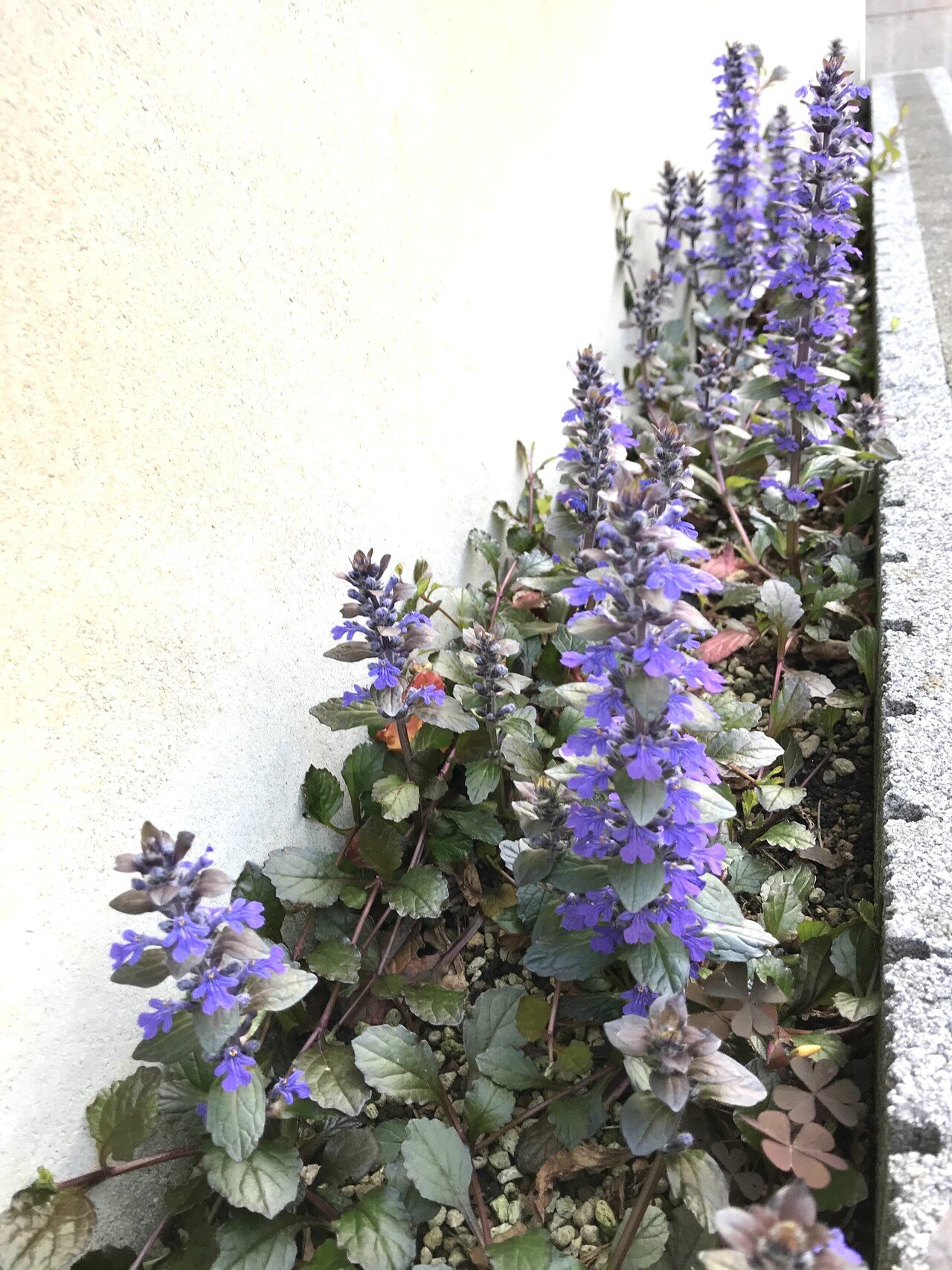 家の花壇のアジュガ いい感じになってきました このコーナーは北向きで三角形なので いろいろ植えてもうまく行きませんでした 日陰に強いこの子を植えて3年目 ようやく見るに耐える感じになりました も みおいち 着物で日本語教師のワーママ Note 家の花壇のアジュガ いい感じになってきました このコーナーは北向きで三角形なので いろいろ植えてもうまく行きませんでした 日陰に強いこの子を植えて3年目 ようやく見るに耐える感じになりました も みおいち 着物で日本語教師のワーママ Note