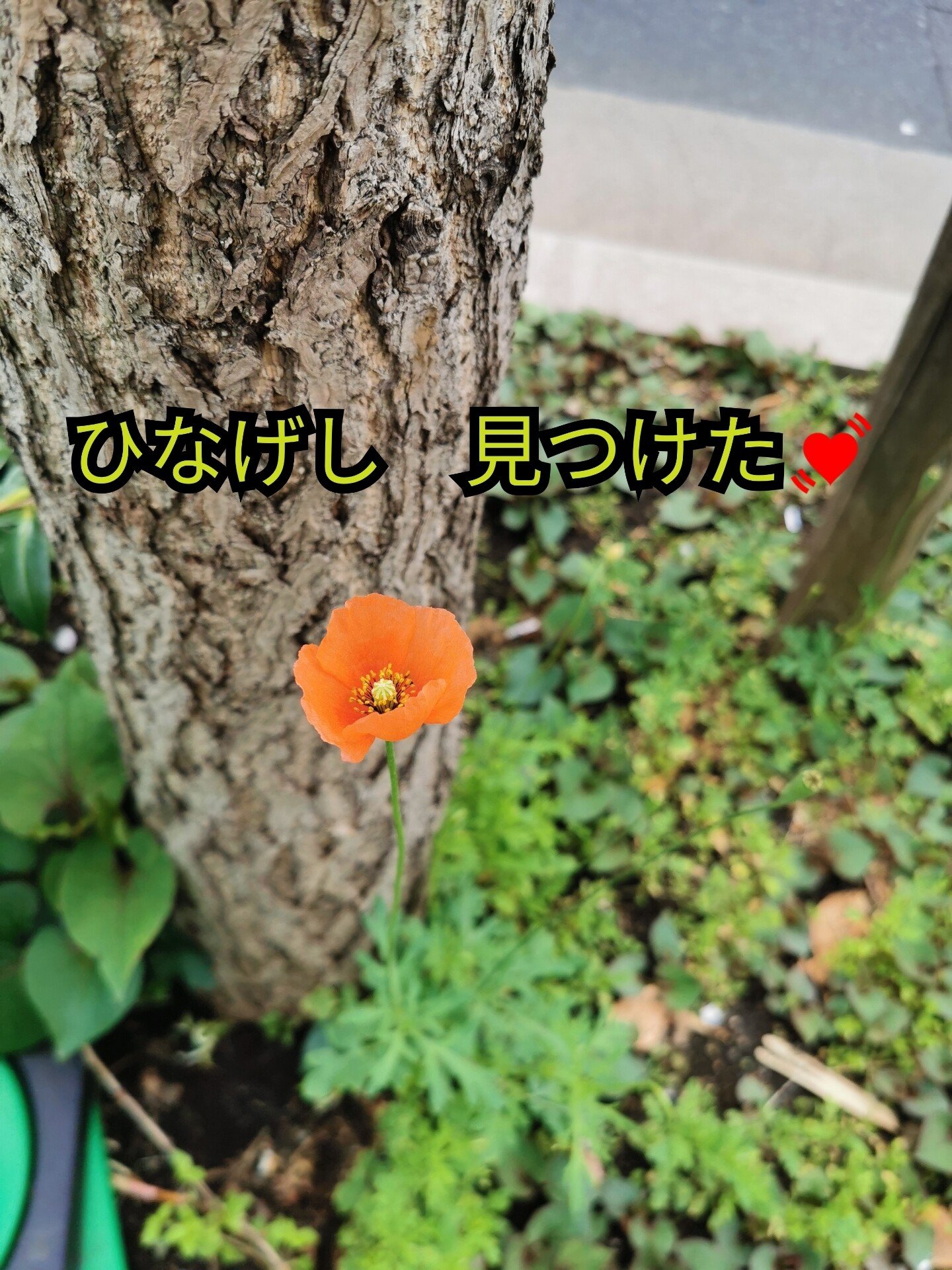 貧乏花好き ってことわざあるんですね 笑 ファスティング中 石川 味季 Note 貧乏花好き ってことわざあるんですね 笑 ファスティング中 石川 味季 Note