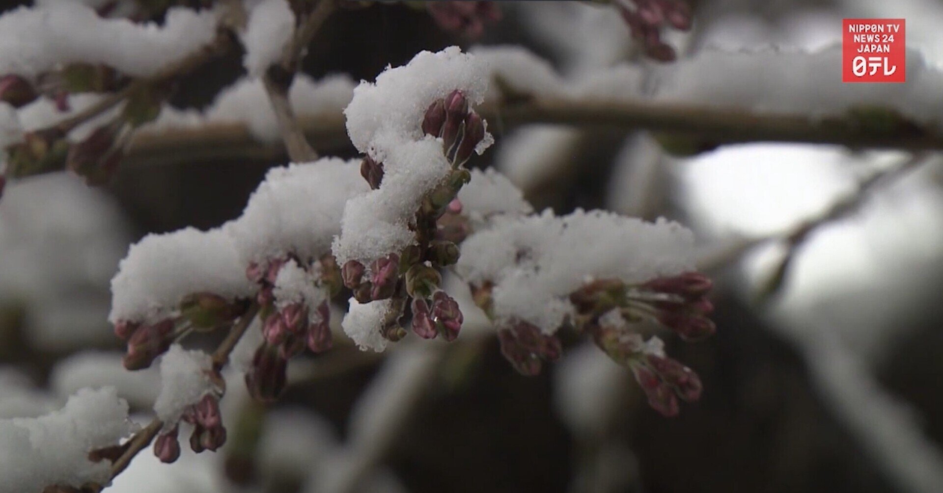 31秒シャドーイング 雪が桜に Unseasonal Snow Fell Taka Note