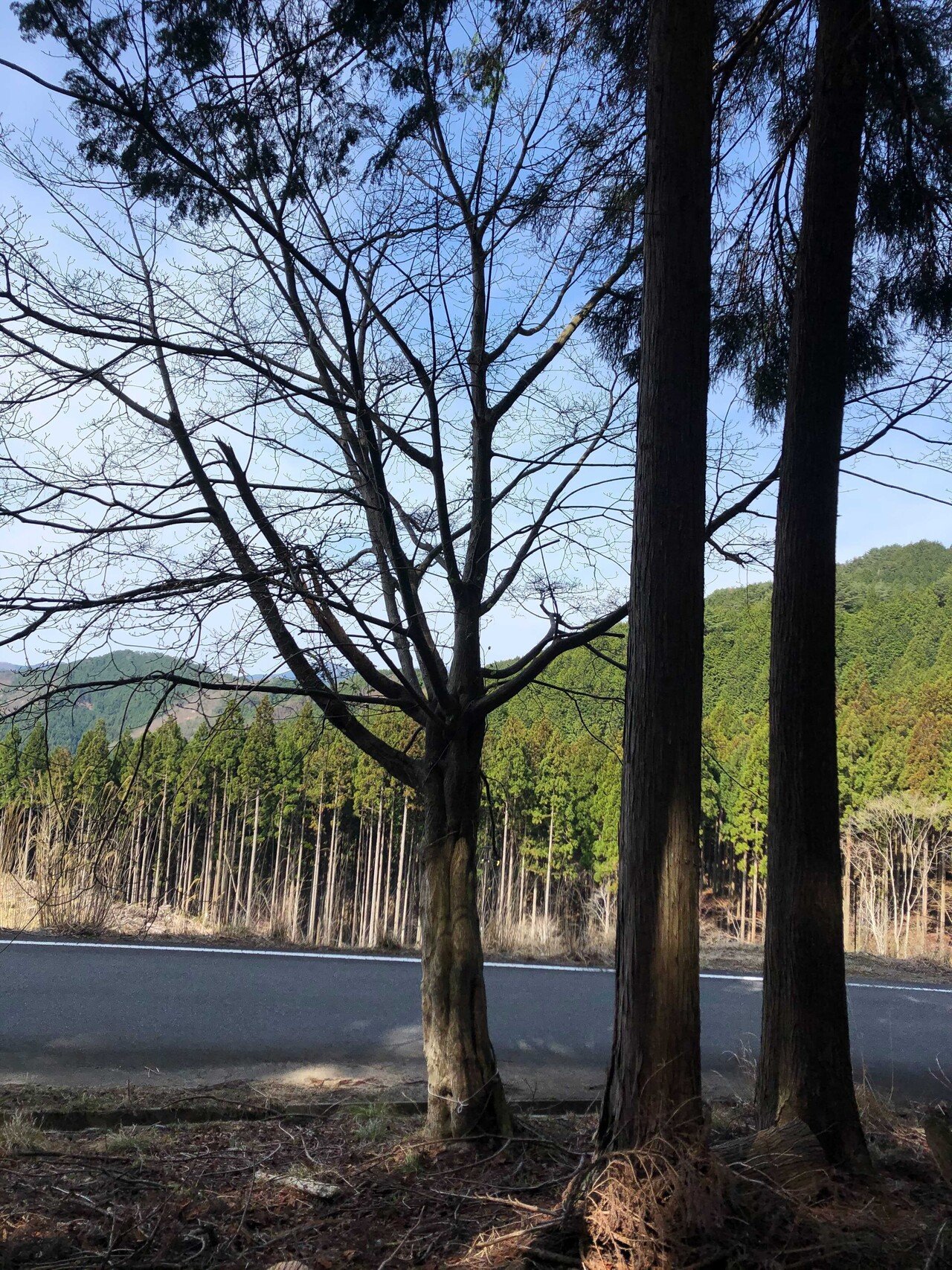 西粟倉木登り図鑑1｜株式会社百森｜note