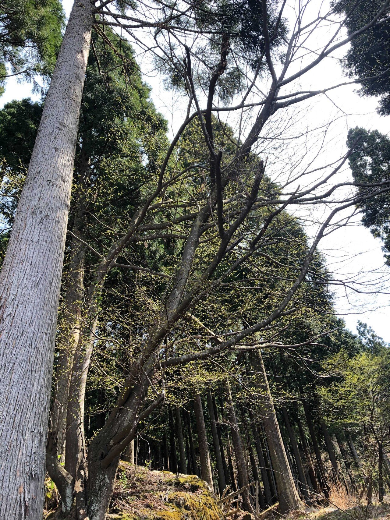 西粟倉木登り図鑑2 株式会社百森 Note 西粟倉木登り図鑑2 株式会社百森 Note