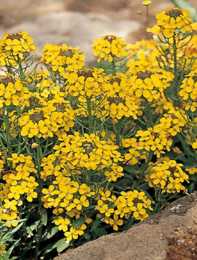 Essay On Flowers ４月 Note