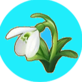 snowdrop