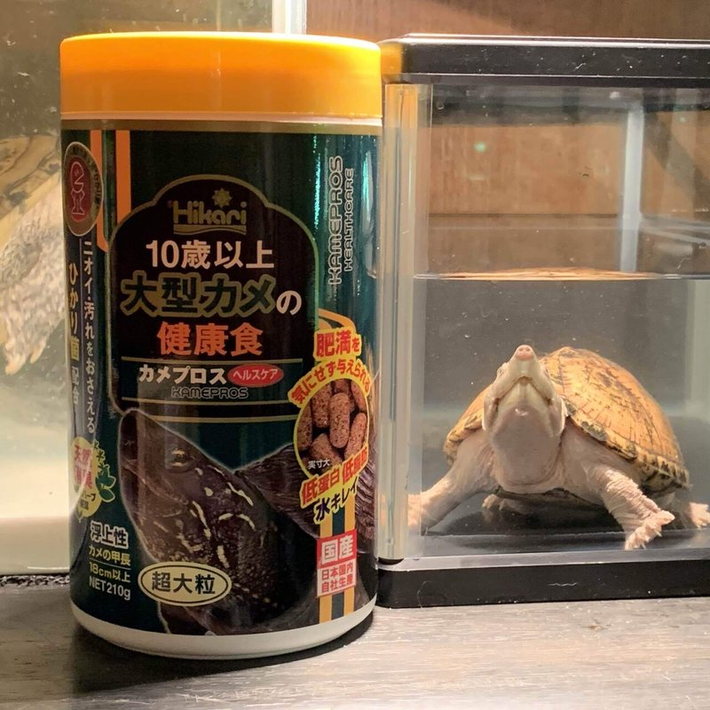 飼育する亀がもう少しで10歳 Tomireplog Note