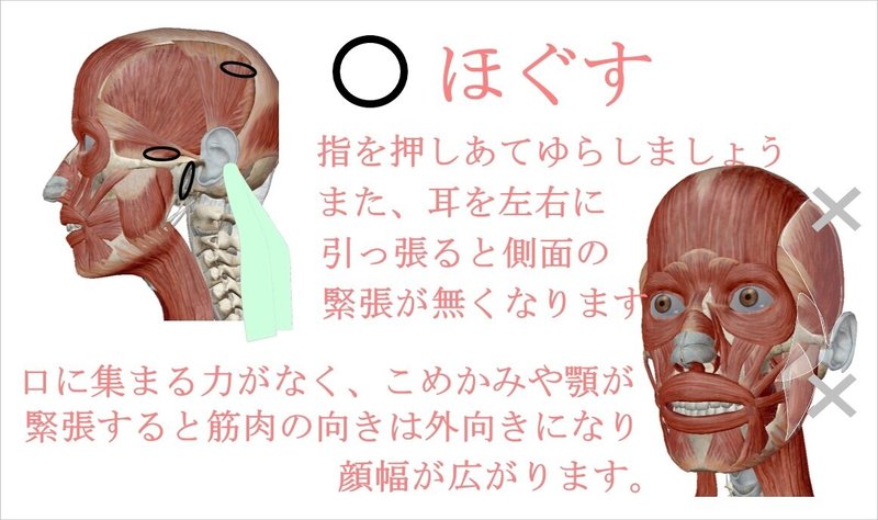 自分で顔の横幅を狭くする方法 マッサージとトレーニング方法 お顔の整体師 戸塚哲春 Note 自分で顔の横幅を狭くする方法 マッサージとトレーニング方法 お顔の整体師 戸塚哲春 Note