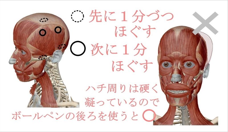 ハチ張りを自分でなおす方法 ストレッチとマッサージ方法 お顔の整体師 戸塚哲春 Note ハチ張りを自分でなおす方法 ストレッチとマッサージ方法 お顔の整体師 戸塚哲春 Note