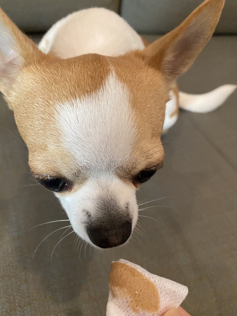 犬の歯磨き In Usa Momoffy Note