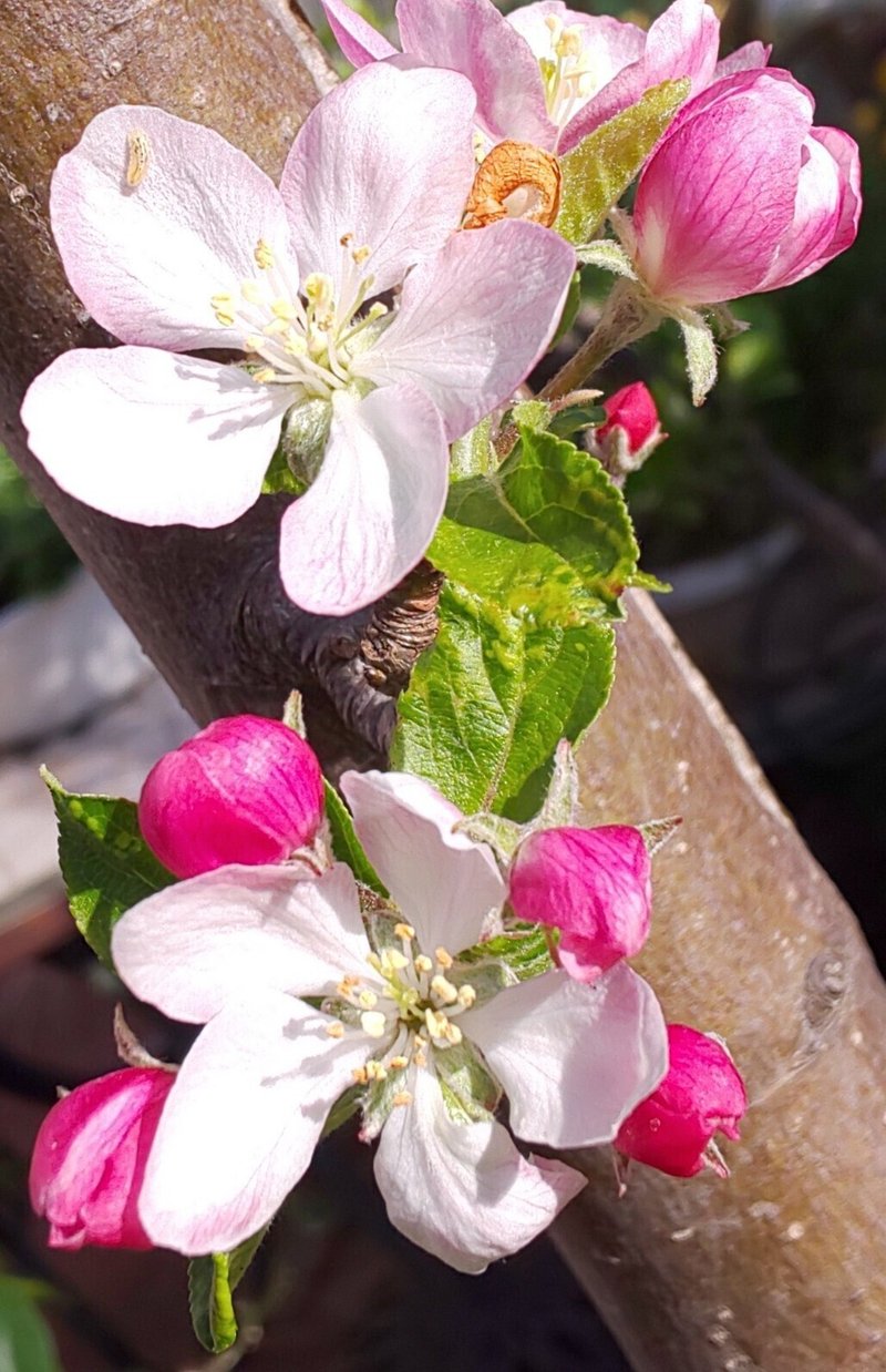りんごの花 トロ Note りんごの花 トロ Note