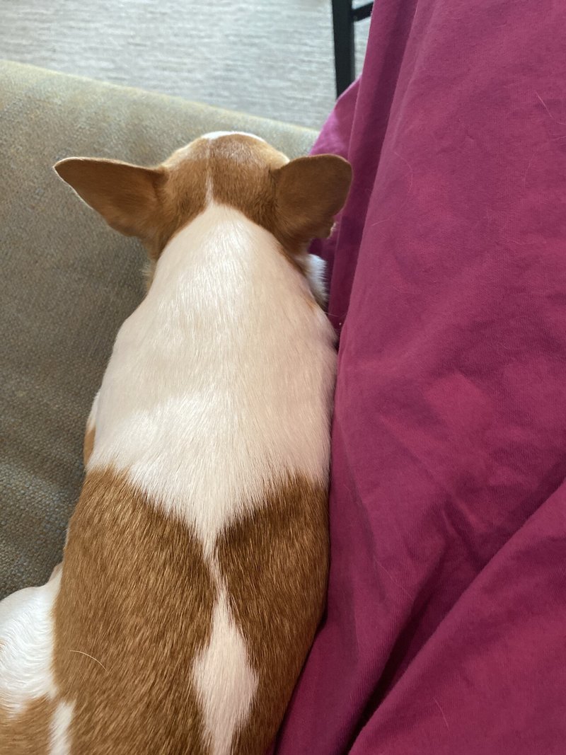 犬の歯磨き In Usa Momoffy Note