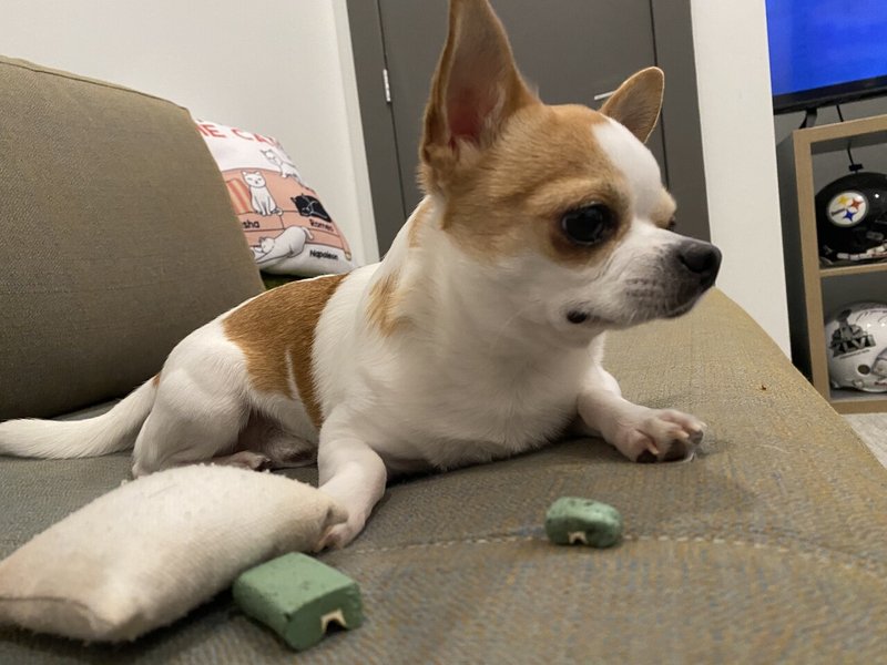 犬の歯磨き In Usa Momoffy Note