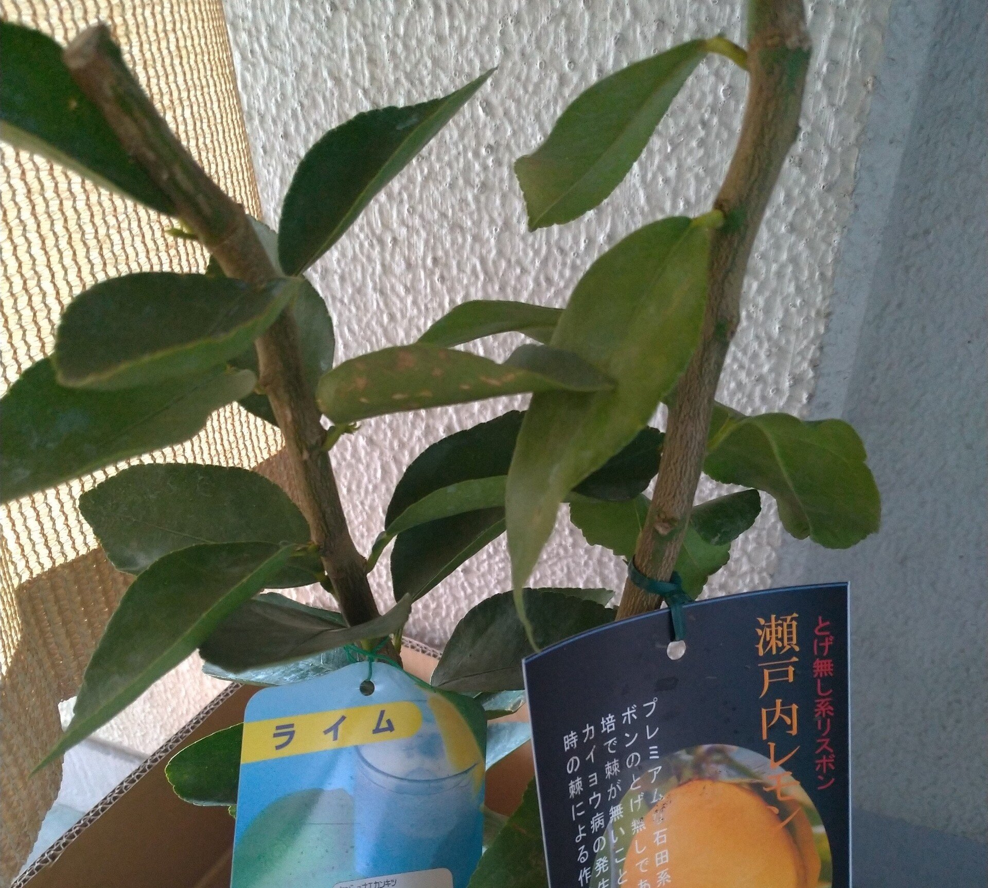 ガーデニング 果樹を植えるのだ おがばん 拝万里 Note