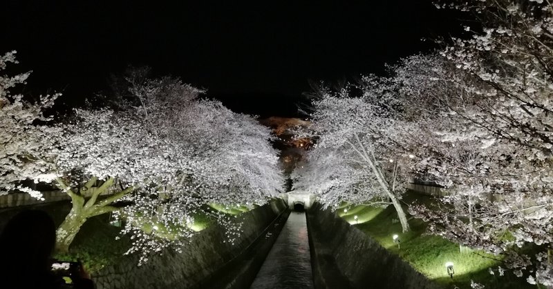 【滋賀県】桜満開の様子,魅惑のライトアップ琵琶湖疏水の桜｜三井寺