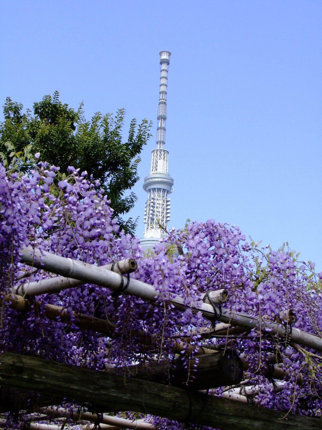 スカイツリーと藤の花 令和の錦絵 亀戸天神 Popodoll Note