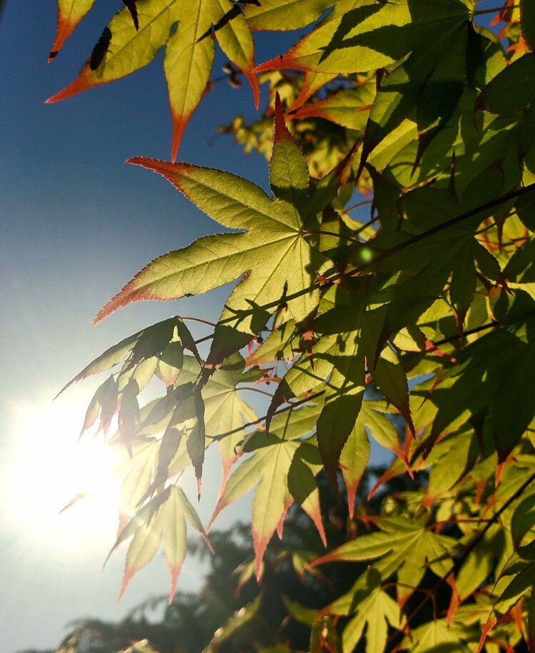 おはよーございます。

太陽が元気に世界を照らす朝。
葉っぱの血管もミャクミャクと波うって流れておりました。

楽しい日を。


#sky #spring #tree #love #moritaMiW #空 #春 #モミヂ #佳い一日の始まり