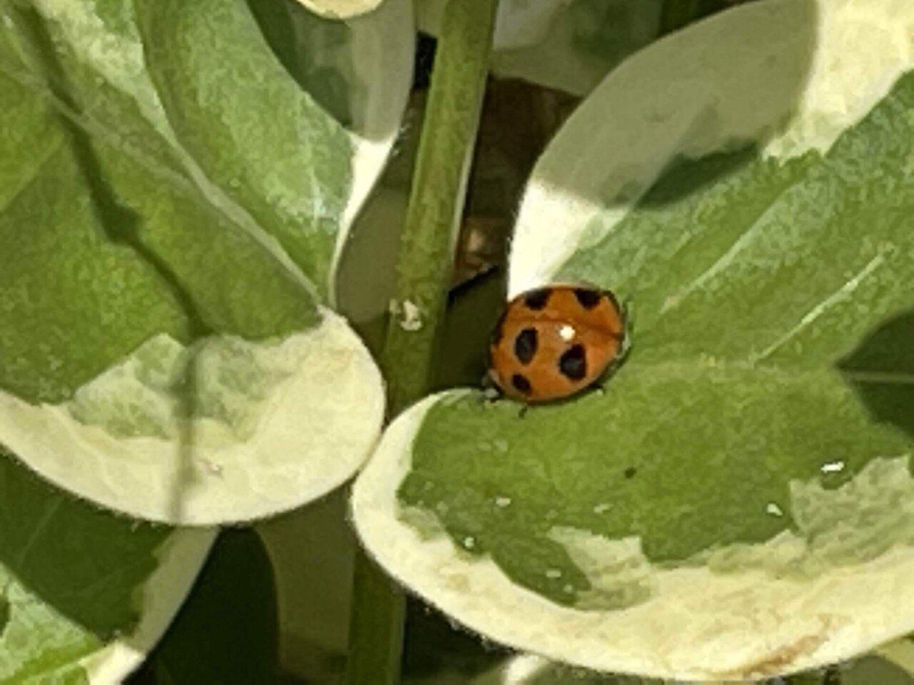 近所の葉っぱにてんとう虫が数匹 アブラムシも大量発生 二宮祥平 Note