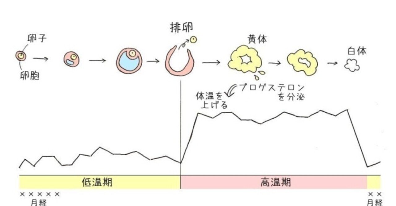 基礎体温はなぜ大切なの 基礎体温の正しいつけ方と基礎体温からわかる事 竹内美香穂 note