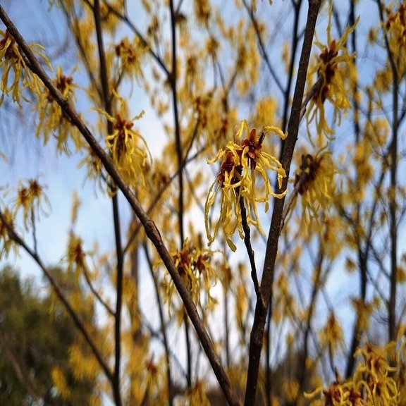 黄色い花 青い車 ケイ Note