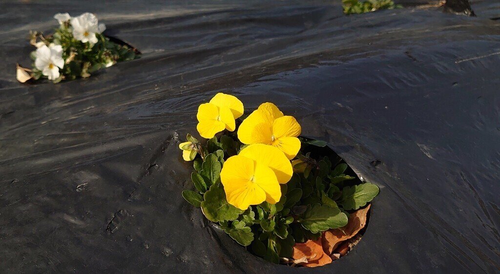 黄色い花 青い車 ケイ Note