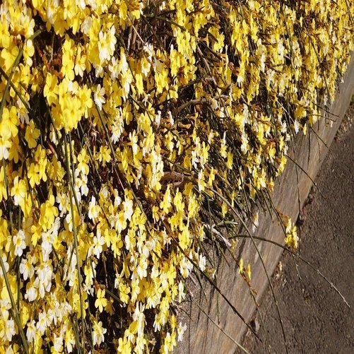 黄色い花 青い車 ケイ Note