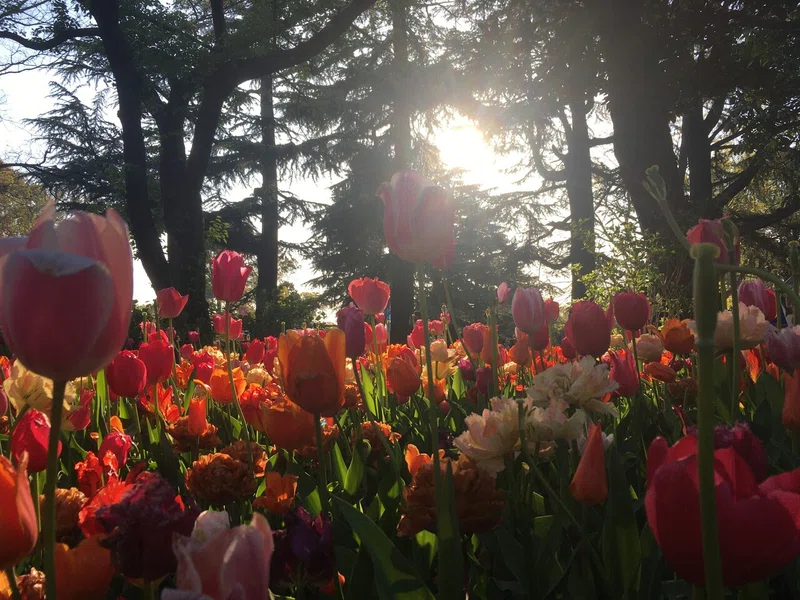 国営昭和記念公園 Djサチコ Note
