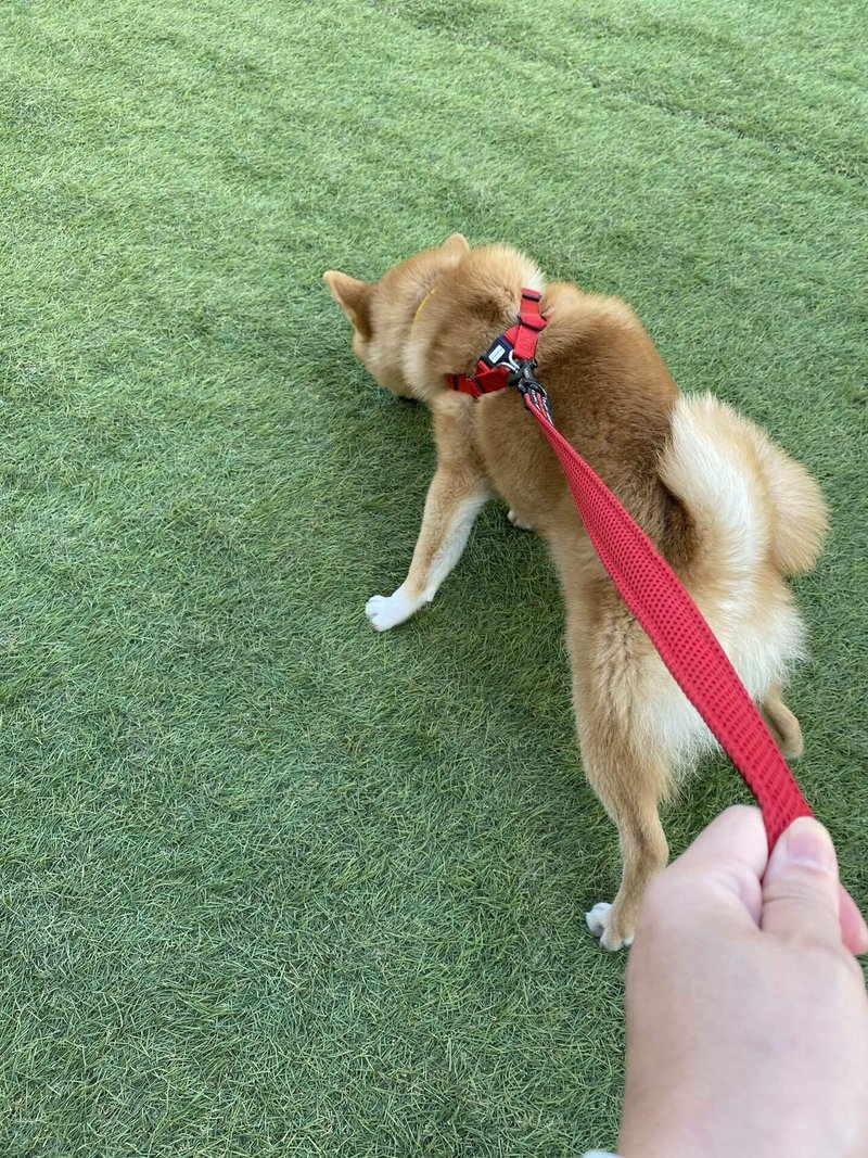 週刊豆柴ニュース 初めてのドッグラン 4 12 なおや Note