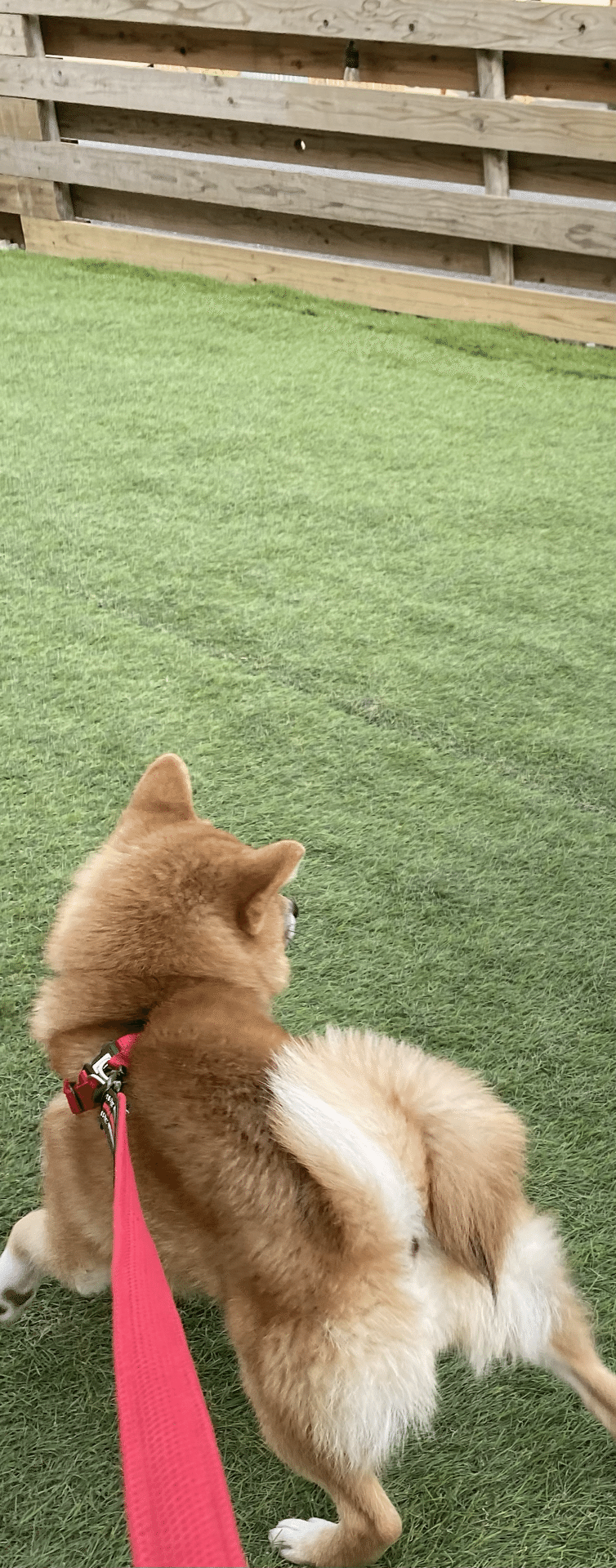 週刊豆柴ニュース 初めてのドッグラン 4 12 なおや Note