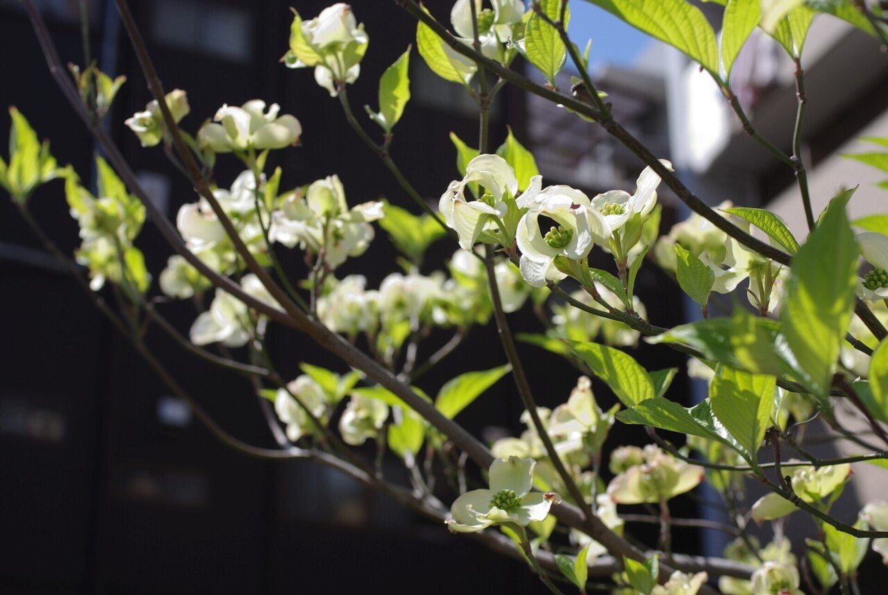 さよならK-m (K-m / smc PENTAX-DA 40mmF2.8 XS)|夢望庵 / Mubou-an さよならK-m (K-m / smc PENTAX-DA 40mmF2.8 XS)|夢望庵 / Mubou-an
