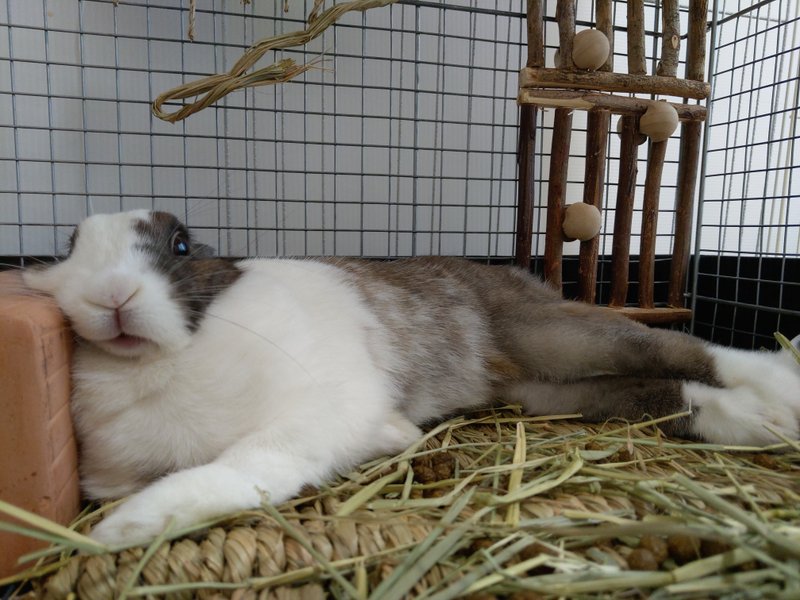 愛兎のリラックス姿勢 の新着タグ記事一覧 Note つくる つながる とどける