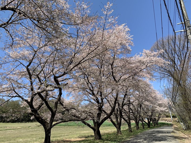 八ヶ岳南麓 移住生活 蕪の桜並木 Keihisa Note 八ヶ岳南麓 移住生活 蕪の桜並木 Keihisa Note
