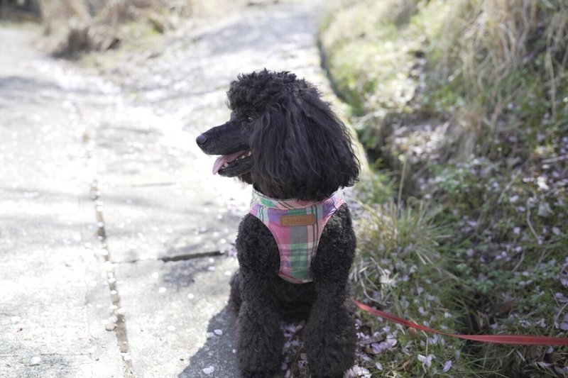 犬と山登り 桜咲く吉野山へ Lily Note 犬と山登り 桜咲く吉野山へ Lily Note
