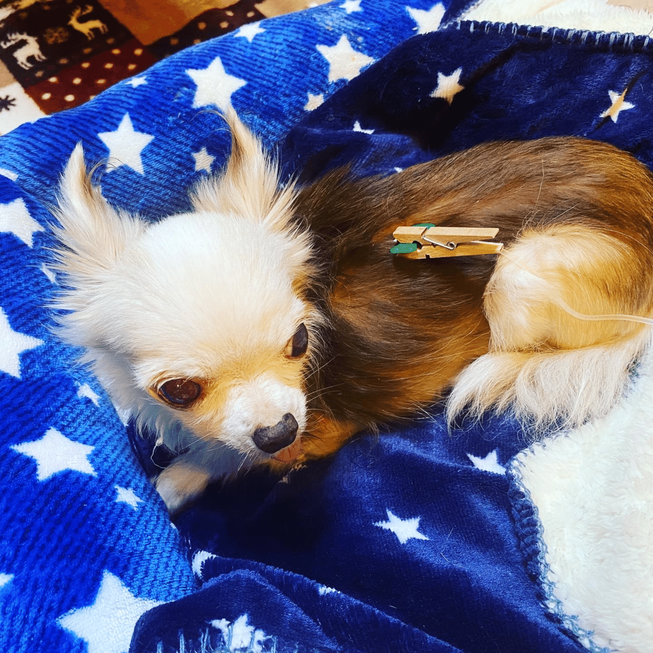 一日の最後の仕事は 愛犬チャンミンに皮下点滴する事 今日は 柔らかい皮膚にサッと針が入って早く終わりました 一年もやってると皮膚が固くなって入りづらくなるのです チャンミン我慢して大人しくて助かり シナモン Note 一日の最後の仕事は 愛犬チャンミンに皮下点滴する事 今日は 柔らかい皮膚にサッと針が入って早く終わりました 一年もやってると皮膚が固くなって入りづらくなるのです チャンミン我慢して大人しくて助かり シナモン Note