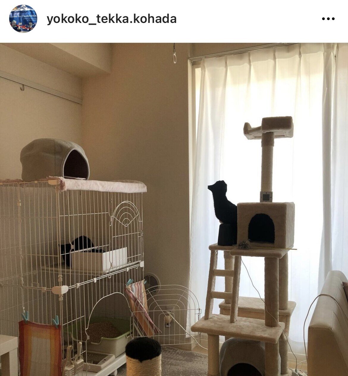 ラブコを卒業した子達と新たにやってきた新入り保護猫スパッツ 