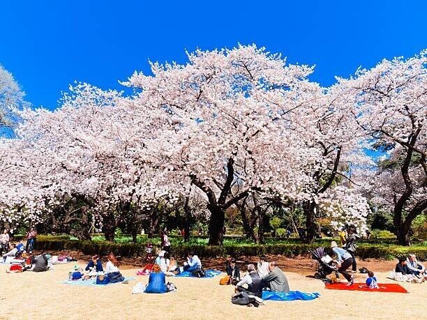 4月といえば お花見 お花見の起源について調べてみた Miyu Note 4月といえば お花見 お花見の起源について調べてみた Miyu Note