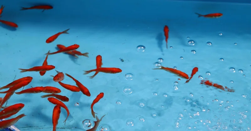 金魚すくい の人気タグ記事一覧 Note つくる つながる とどける