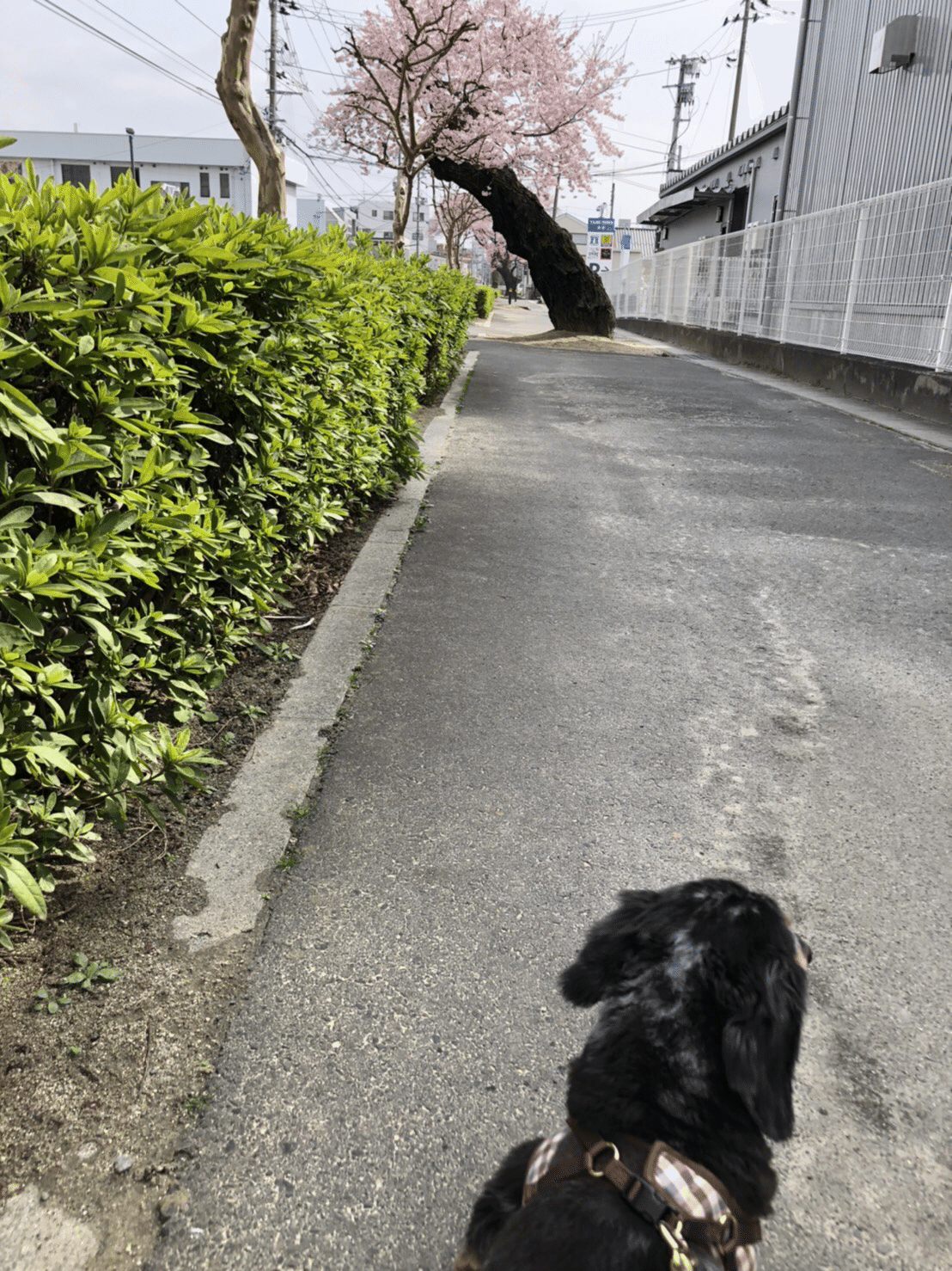 孤独 孤独なことに慣れ 孤独なことが苦しく 孤独なことが寂しい 越えても 越えても やっぱり寂しいんだよ どうすればいいんだろう くるちょこ Note 孤独 孤独なことに慣れ 孤独なことが苦しく 孤独なことが寂しい 越えても 越えても やっぱり寂しいんだよ どうすればいいんだろう くるちょこ Note