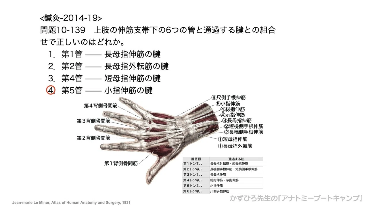 手の解剖学 腱伸筋