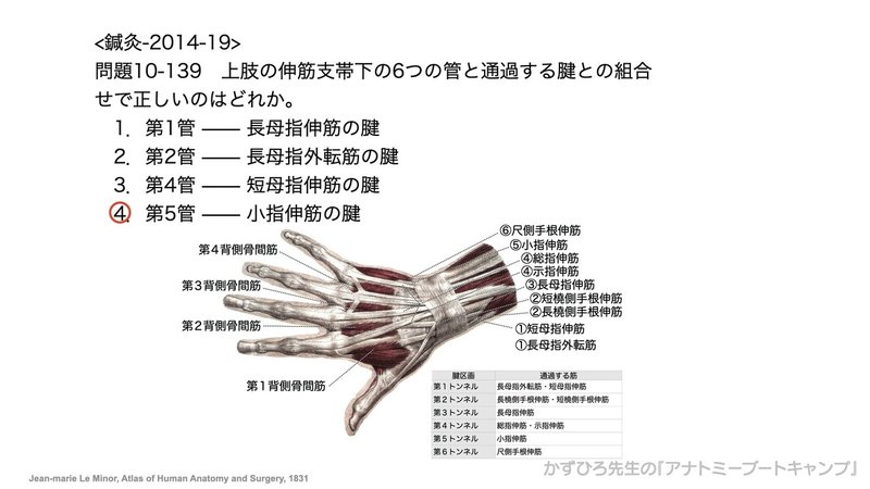 今日のプチ解剖 上肢の伸筋支帯下の6つの管と通過する腱との組合せで正しいのはどれ 黒澤一弘 Note