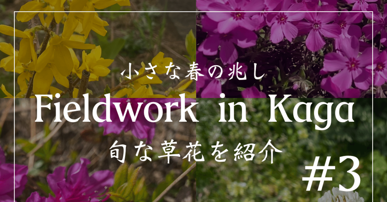 Vlog 旬な草花を紹介 小さな春の兆し 3 Fieldwork In Kaga Noriaki Kawanishi Dmm Note