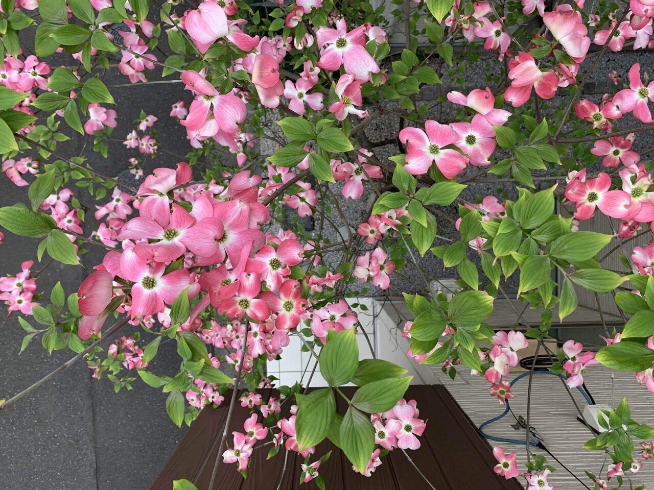 満開のハナミズキ その他もろもろの成長 みずのさちこ Note 満開のハナミズキ その他もろもろの成長 みずのさちこ Note