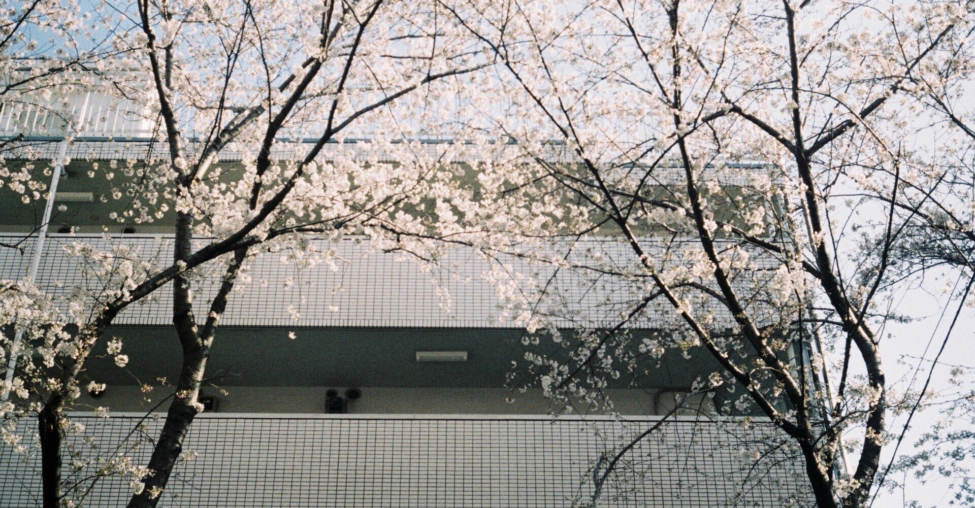 新しくやってきたハーフカメラと春 OLYMPUS PEN D3｜en