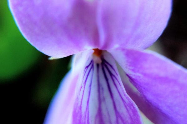 すみれの花言葉謙虚誠実小さなしあわせ の新着タグ記事一覧 Note つくる つながる とどける すみれの花言葉謙虚誠実小さなしあわせ の新着タグ記事一覧 Note つくる つながる とどける