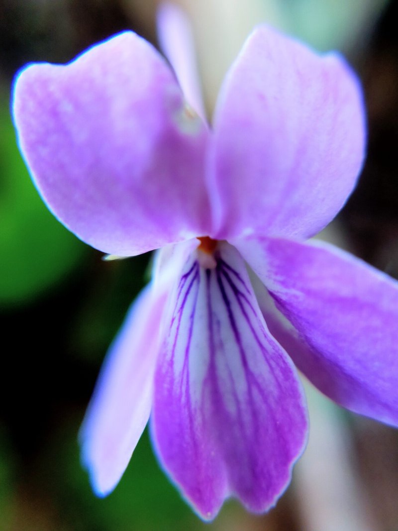 すみれの花言葉謙虚誠実小さなしあわせ の新着タグ記事一覧 Note つくる つながる とどける