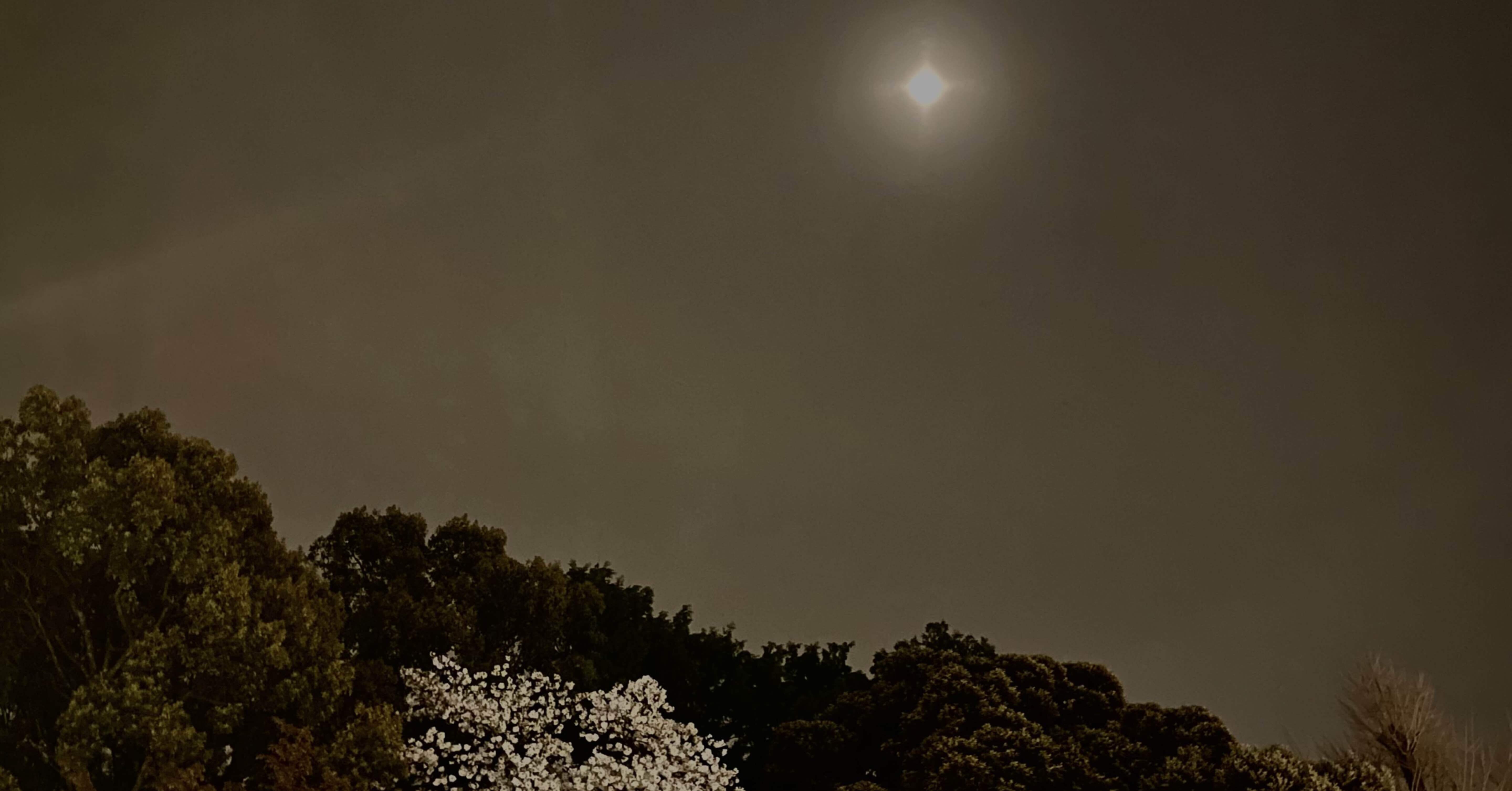 古典文学に見る季語の源流 第四回 朧月 朧月夜 吉田裕子 ヨシダユウコ Note 古典文学に見る季語の源流 第四回 朧月 朧月夜 吉田裕子 ヨシダユウコ Note