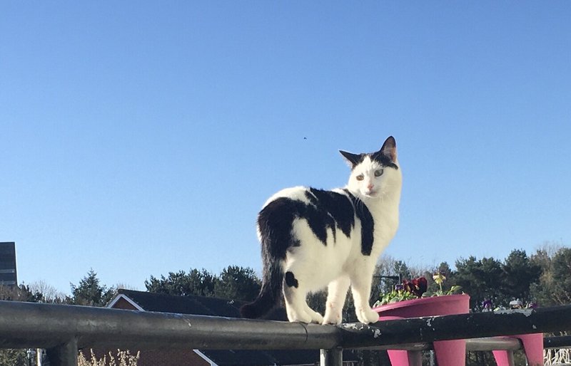 猫も混乱 イギリスの天気 Sky The Cat Note